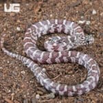 Baby Anery Hypo Florida Kingsnakes For Sale - Underground Reptiles