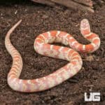 Baby Erythristic Hypo Florida Kingsnakes For Sale - Underground Reptiles