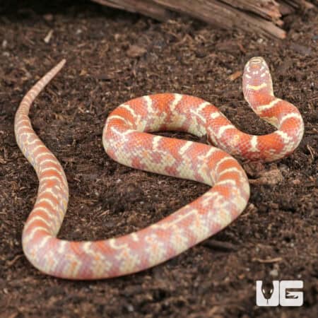 Baby Erythristic Hypo Florida Kingsnakes For Sale - Underground Reptiles