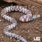 Baby Anery Hypo Florida Kingsnakes For Sale - Underground Reptiles