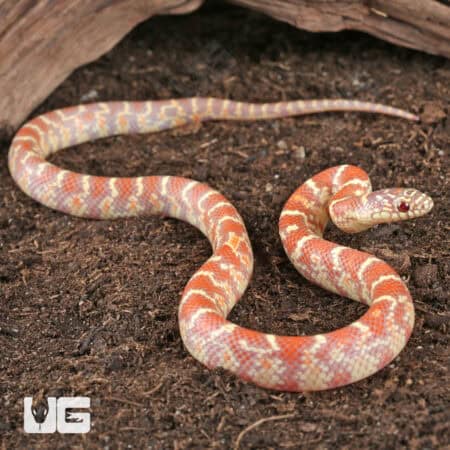 Baby Erythristic Hypo Florida Kingsnakes For Sale - Underground Reptiles