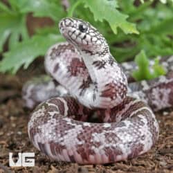 Baby Anery Hypo Florida Kingsnakes For Sale - Underground Reptiles