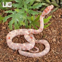 Baby Extreme High White Amel Okeetee Cornsnakes For SALE - Underground Reptiles