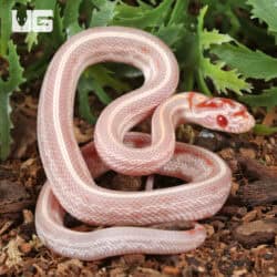 Baby Extreme High White Amel Okeetee Cornsnakes For SALE - Underground Reptiles