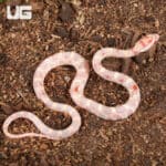 Baby Extreme High White Amel Okeetee Cornsnakes For SALE - Underground Reptiles