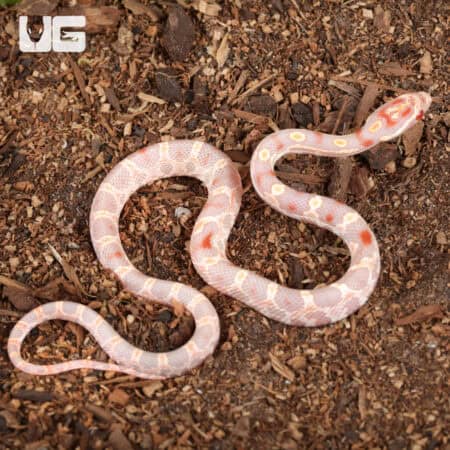 Baby Extreme High White Amel Okeetee Cornsnakes For SALE - Underground Reptiles