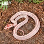 Baby High White Amel Tessera Cornsnakes For SALE - Underground Reptiles