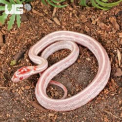 Baby High White Amel Tessera Cornsnakes For SALE - Underground Reptiles