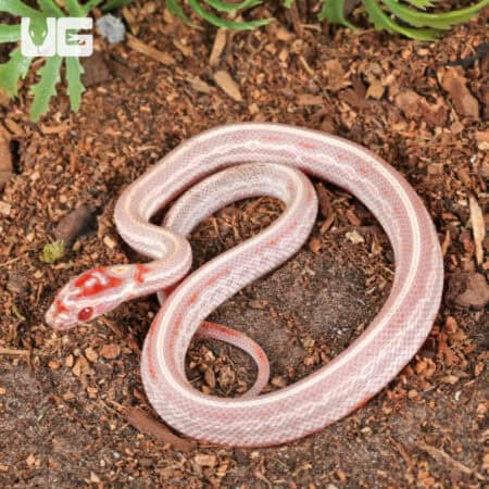 Baby High White Amel Tessera Cornsnakes For SALE - Underground Reptiles