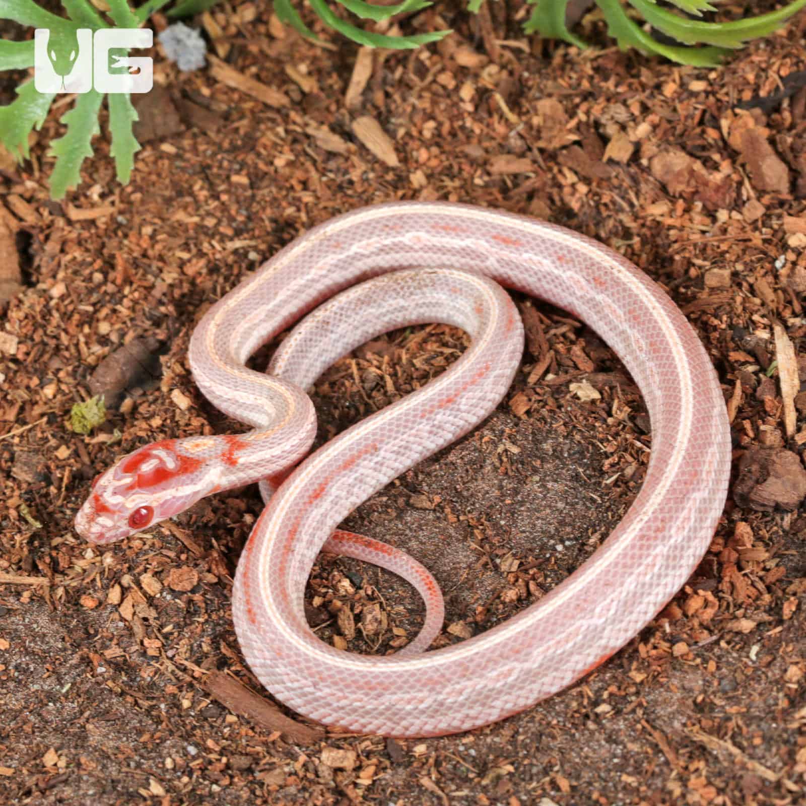 Baby High White Amel Tessera Cornsnakes For SALE - Underground Reptiles