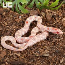 Baby Extreme High White Amel Okeetee Cornsnakes For SALE - Underground Reptiles