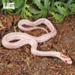 Baby Extreme High White Amel Okeetee Cornsnakes For SALE - Underground Reptiles