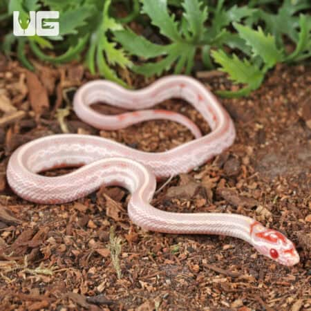 Baby Extreme High White Amel Okeetee Cornsnakes For SALE - Underground Reptiles