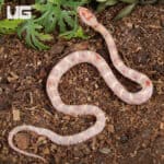 Baby Extreme High White Amel Okeetee Cornsnakes For SALE - Underground Reptiles