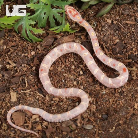 Baby Extreme High White Amel Okeetee Cornsnakes For SALE - Underground Reptiles
