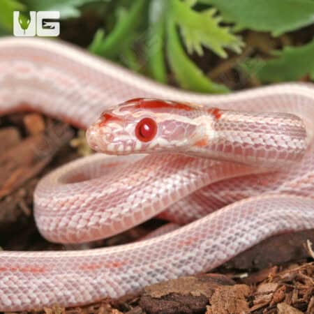Baby Extreme High White Amel Okeetee Cornsnakes For SALE - Underground Reptiles