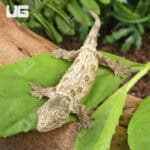 Baby High Pink Nu Ana Leachianus Geckos For Sale - Underground Reptiles