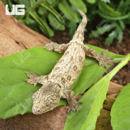 Baby High Pink Nu Ana Leachianus Geckos For Sale - Underground Reptiles