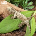 Baby High Pink Nu Ana Leachianus Geckos For Sale - Underground Reptiles