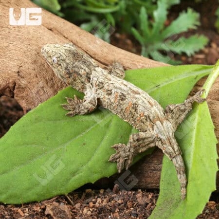 Baby High Pink Nu Ana Leachianus Geckos For Sale - Underground Reptiles