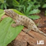 Baby High Pink Nu Ana Leachianus Geckos For Sale - Underground Reptiles