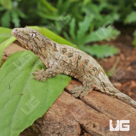 Baby High Pink Nu Ana Leachianus Geckos For Sale - Underground Reptiles