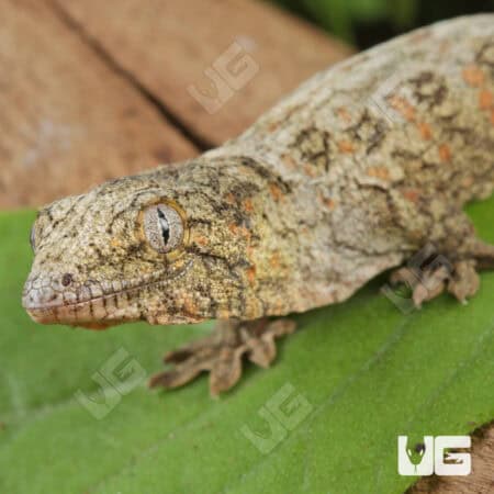 Baby High Pink Nu Ana Leachianus Geckos For Sale - Underground Reptiles