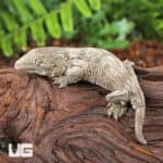 Baby High Pink Nu Ana Leachianus Geckos For Sale - Underground Reptiles