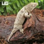 Baby High Pink Nu Ana Leachianus Geckos For Sale - Underground Reptiles