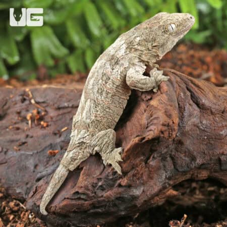 Baby High Pink Nu Ana Leachianus Geckos For Sale - Underground Reptiles