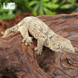 Baby High Pink Nu Ana Leachianus Geckos For Sale - Underground Reptiles