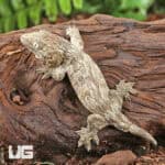 Baby High Pink Nu Ana Leachianus Geckos For Sale - Underground Reptiles