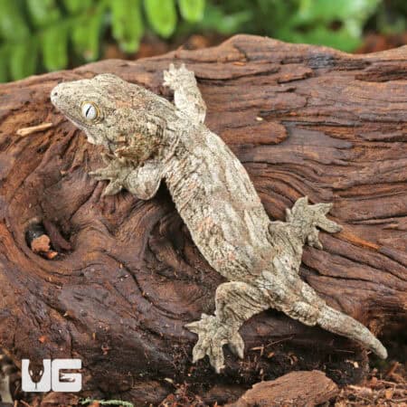 Baby High Pink Nu Ana Leachianus Geckos For Sale - Underground Reptiles