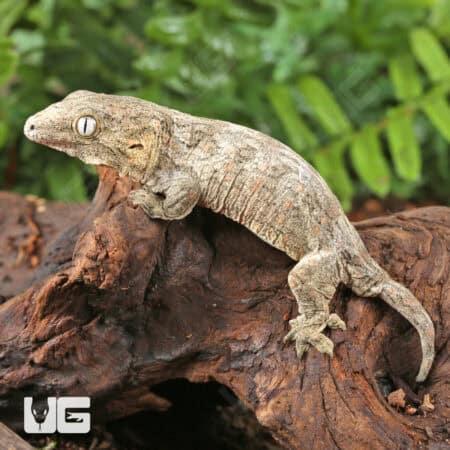 Baby High Pink Nu Ana Leachianus Geckos For Sale - Underground Reptiles