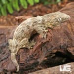 Baby High Pink Nu Ana Leachianus Geckos For Sale - Underground Reptiles