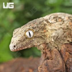 Baby High Pink Nu Ana Leachianus Geckos For Sale - Underground Reptiles