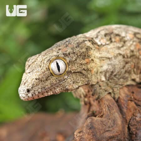 Baby High Pink Nu Ana Leachianus Geckos For Sale - Underground Reptiles