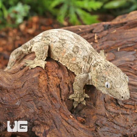 Baby High Pink Nu Ana Leachianus Geckos For Sale - Underground Reptiles