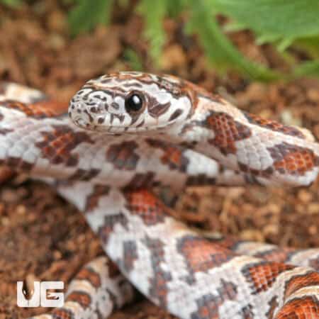 Baby Miami Sunkiss Het Albino Cinder Cornsnakes For SALE - Underground Reptiles