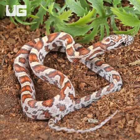 Baby Miami Sunkiss Het Albino Cinder Cornsnakes For SALE - Underground Reptiles