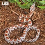 Baby Miami Sunkiss Het Albino Cinder Cornsnakes For SALE - Underground Reptiles