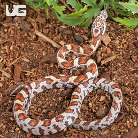 Baby Miami Sunkiss Het Albino Cinder Cornsnakes For SALE - Underground Reptiles