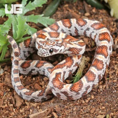 Baby Miami Sunkiss Het Albino Cinder Cornsnakes For SALE - Underground Reptiles