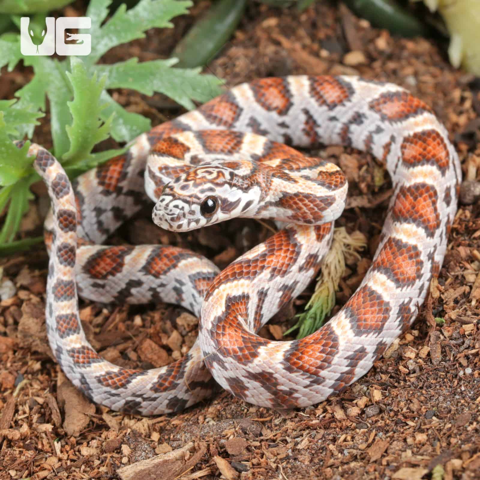Baby Miami Sunkiss Het Albino Cinder Cornsnakes For SALE - Underground Reptiles