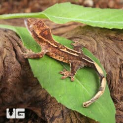Baby Mosaic Line Crested Gecko For Sale - Underground Reptiles