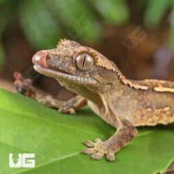Baby Mosaic Line Crested Gecko For Sale - Underground Reptiles