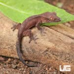 Baby Red Dalmatian Crested Geckos For Sale - Underground Reptiles