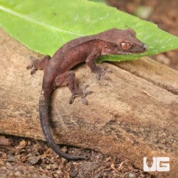 Baby Red Dalmatian Crested Geckos For Sale - Underground Reptiles