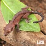Baby Red Dalmatian Crested Geckos For Sale - Underground Reptiles