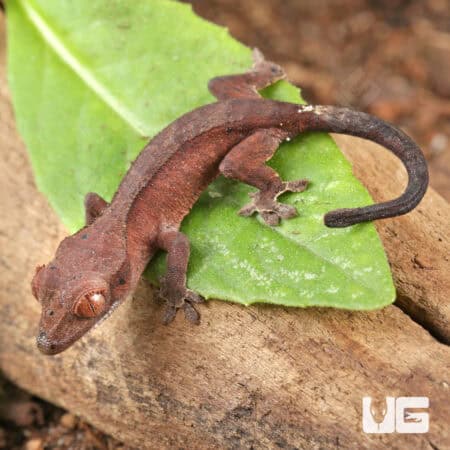 Baby Red Dalmatian Crested Geckos For Sale - Underground Reptiles